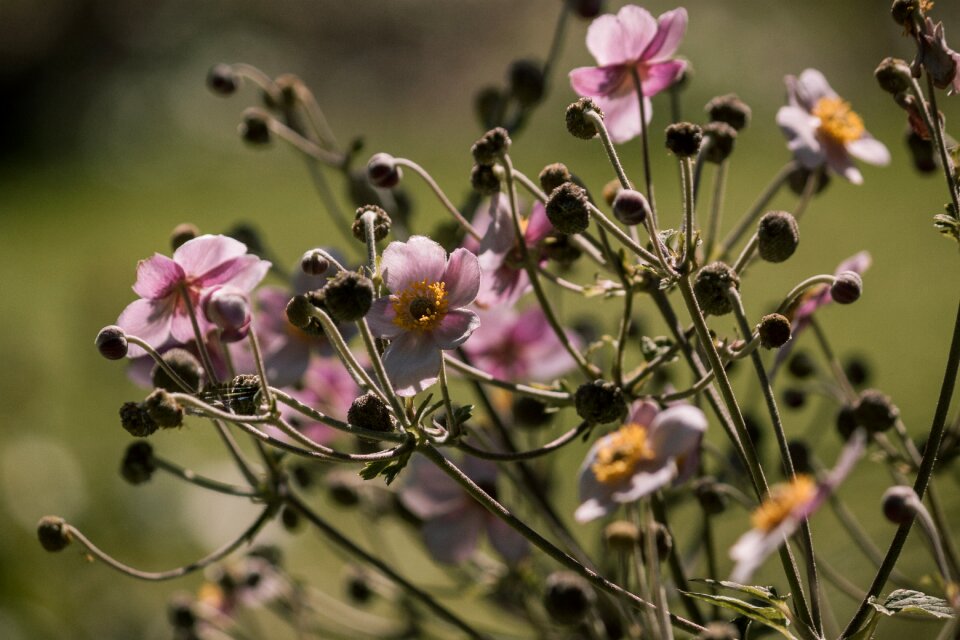 Pink nature wild