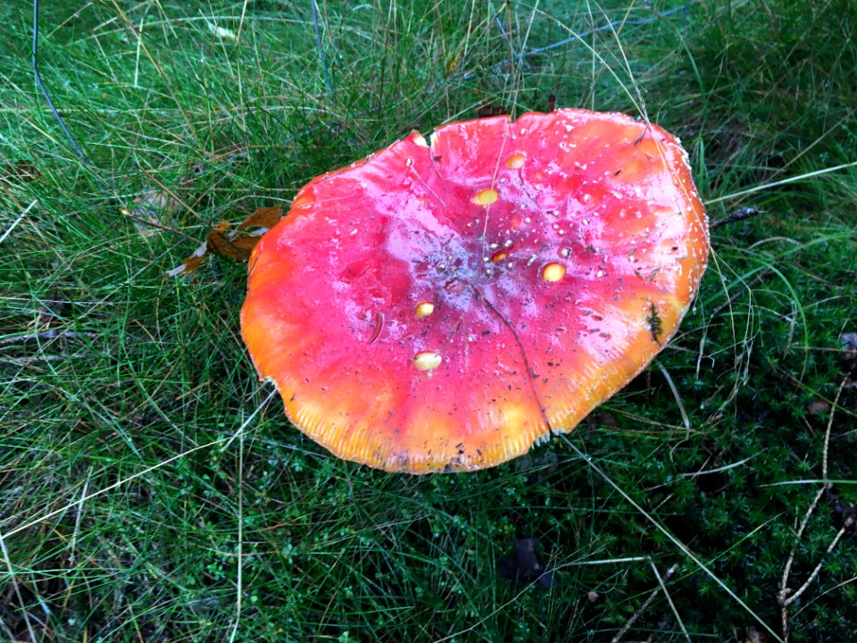 Toadstool, Fliegenpilz