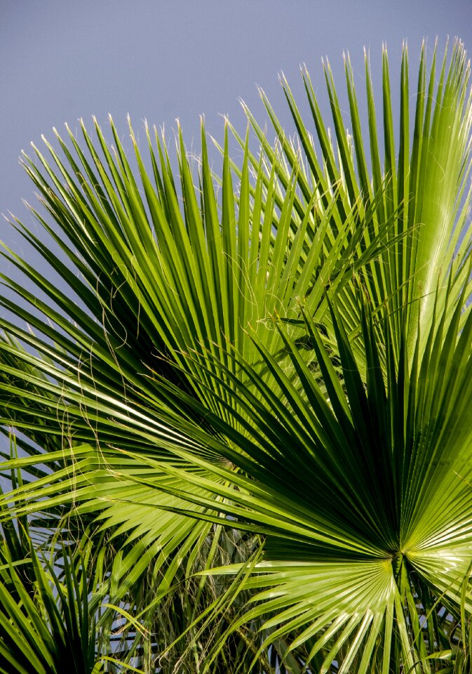 Green foliage pattern