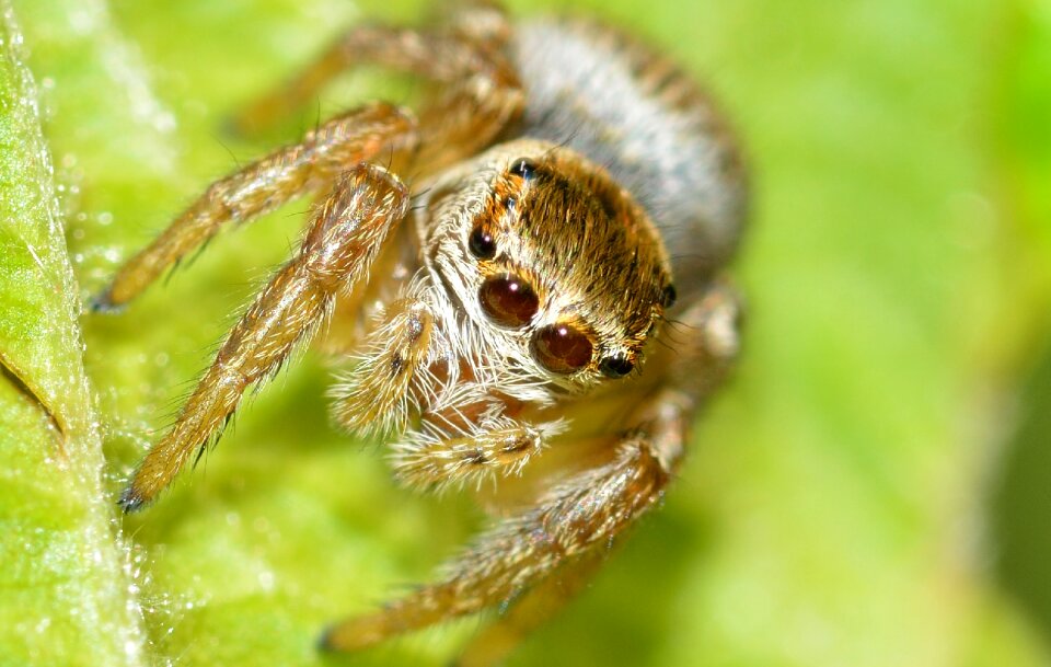 Salticidae spider jumper
