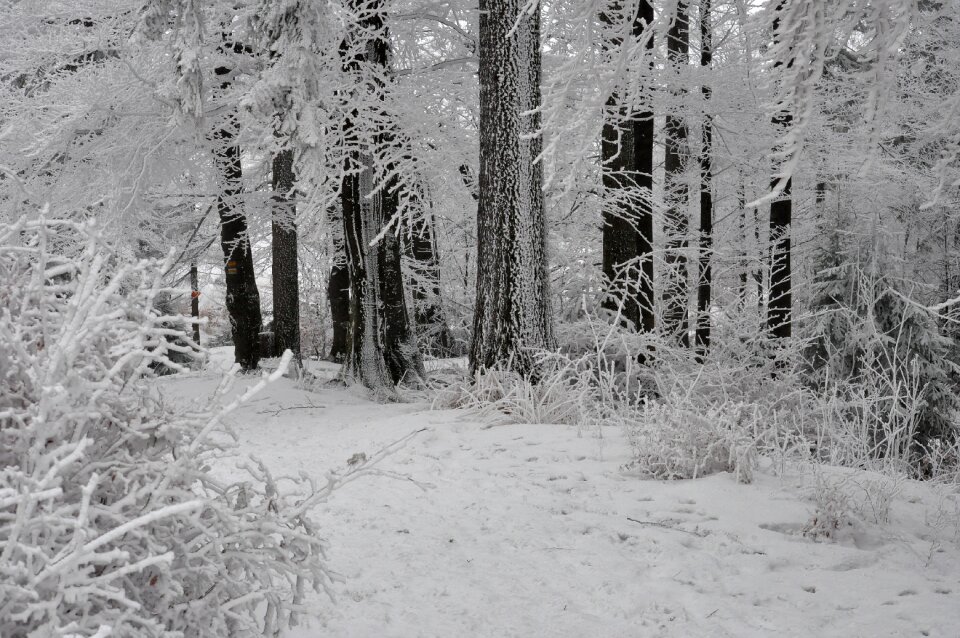 Frost mountains tree photo