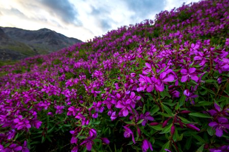 Wildflowers of Bremner (4).jpg