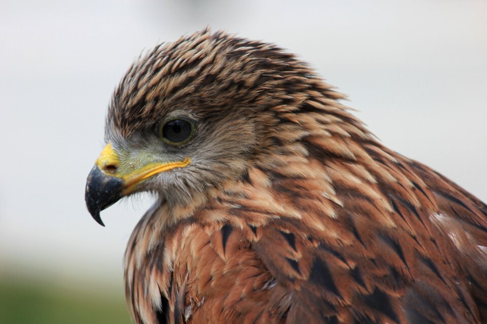 Eagle living nature feathered race