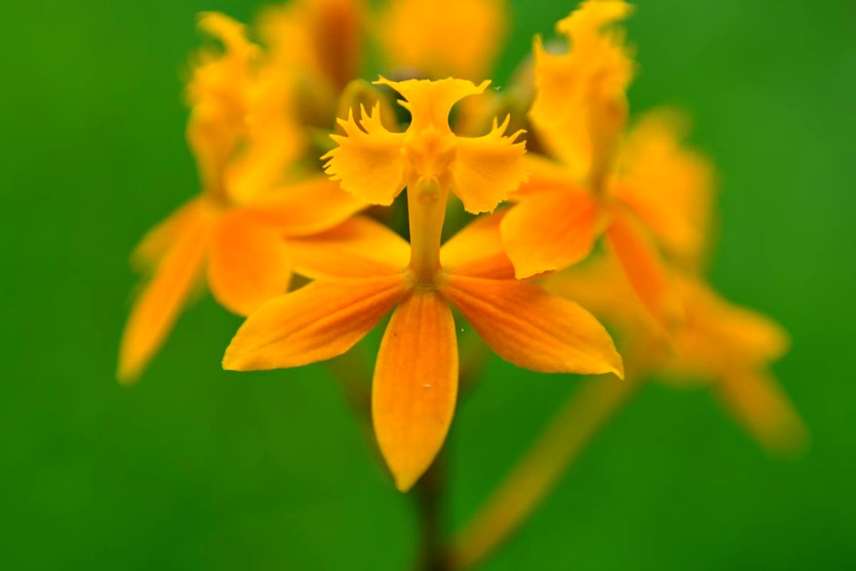 Epidendrum ibaguense - Orquídea pajarito