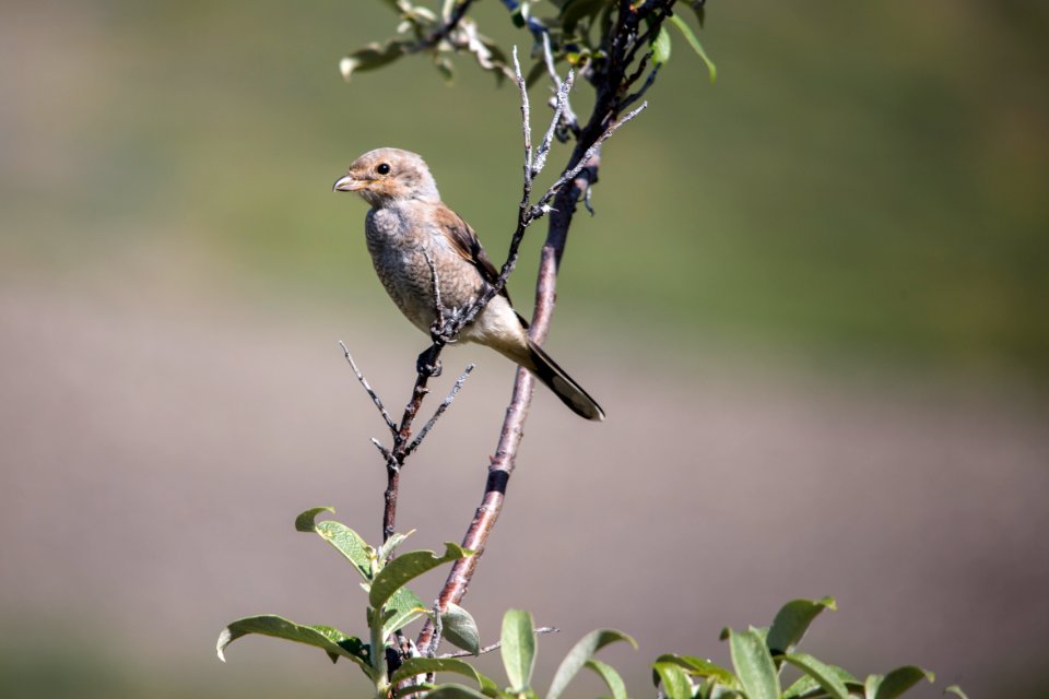 Northern Shrike Juvenile - Lanius excubitor