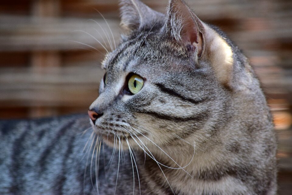 Black-white striped gray pets
