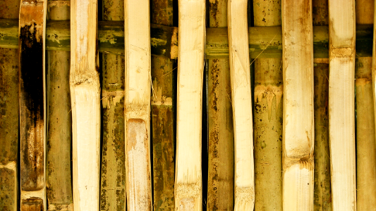 bamboo wall photo