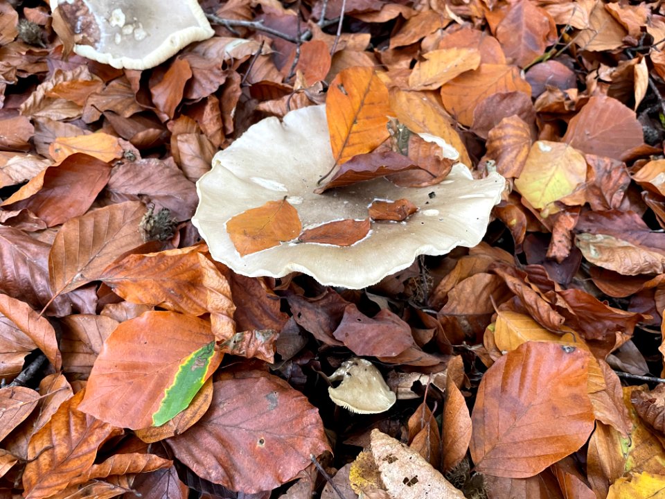 Mushrooms in the forest
