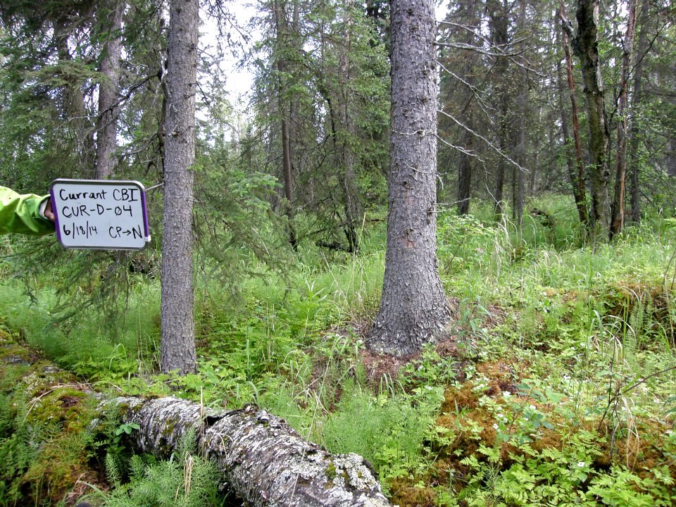 Unburned Area