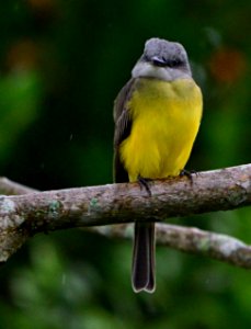 Tyrannus melancholicus - Sirirí común - Tropical kingbird