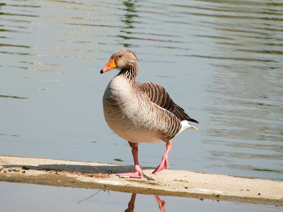 Bird aquatic animals
