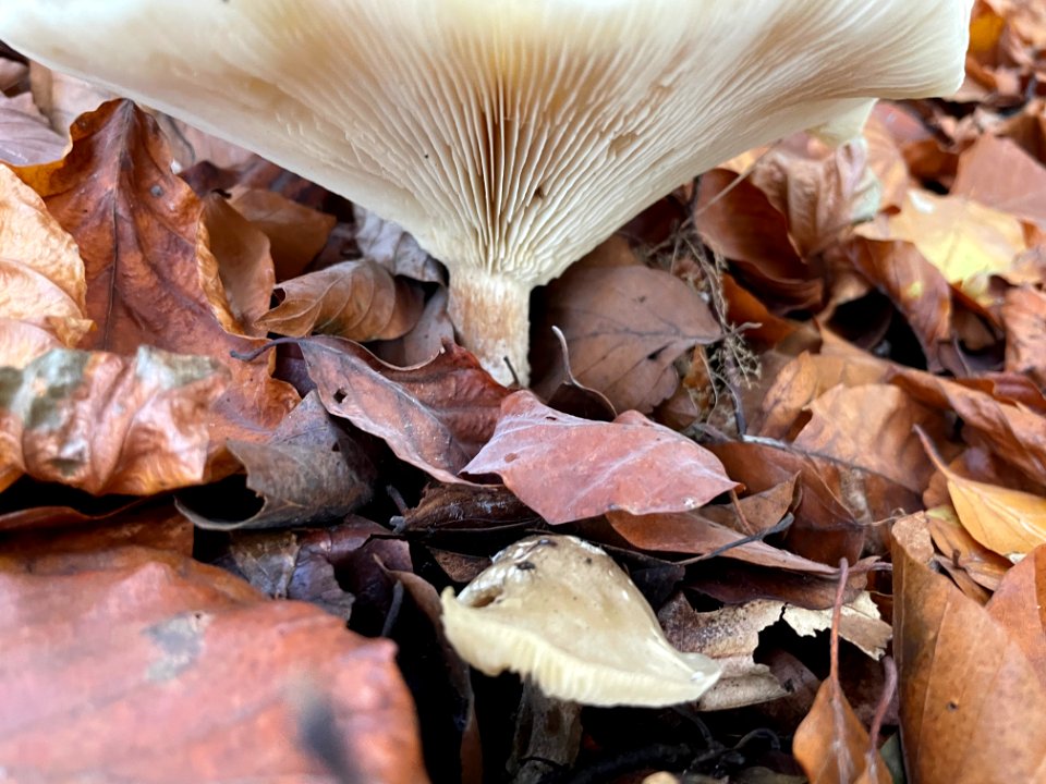 Mushrooms in the forest