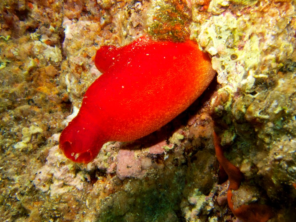 Un vioulé, ou ascidie rouge