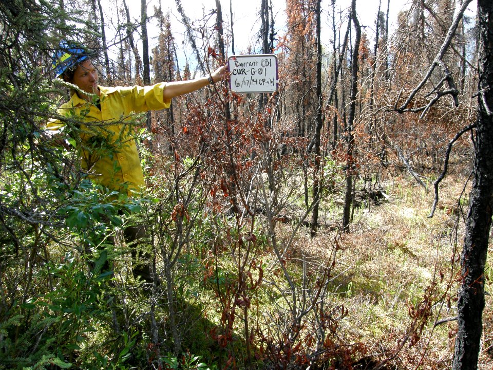 Light Severity Burn Area