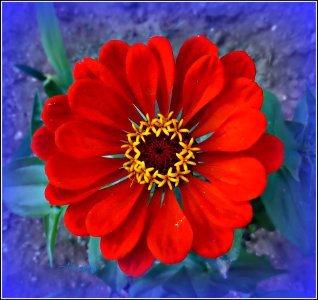 Flores 1