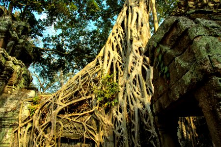 roots