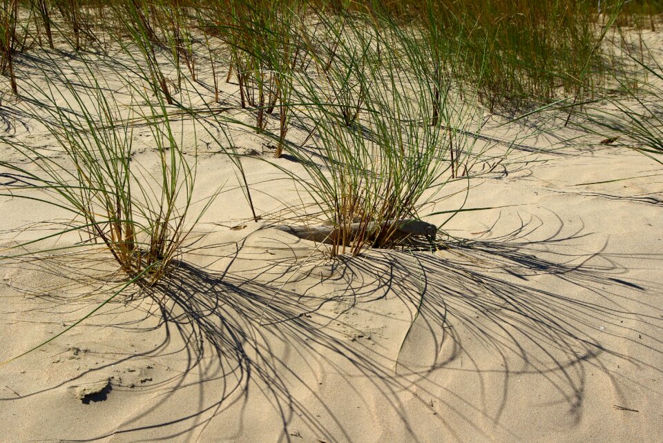 Beach sand herbs