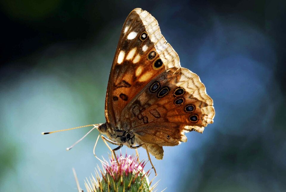 Nature macro wildlife
