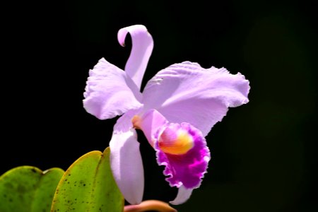 Cattleya trianae