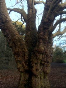 Mycenae House gardens