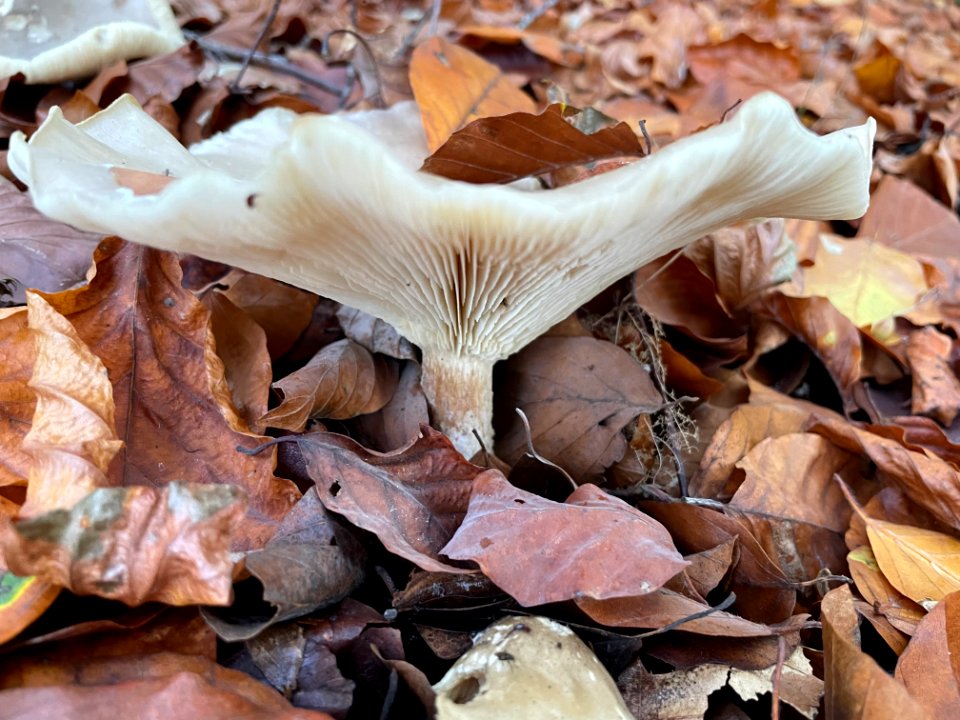 Mushrooms in the forest