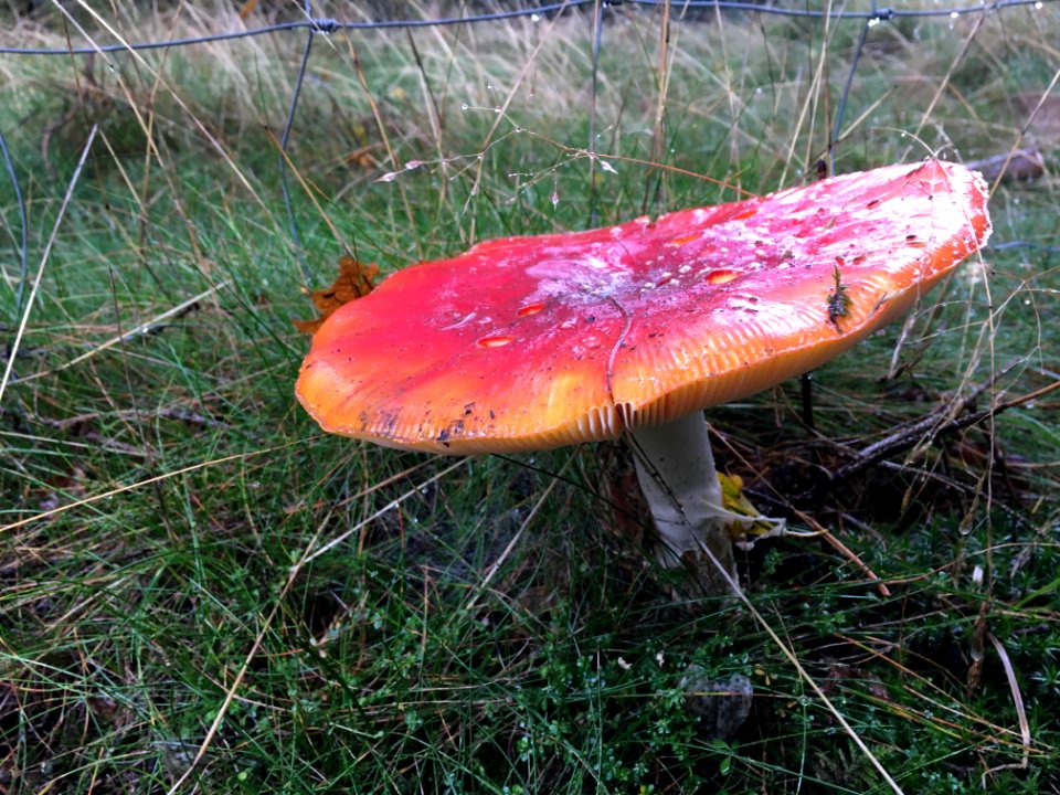 Toadstool, Fliegenpilz