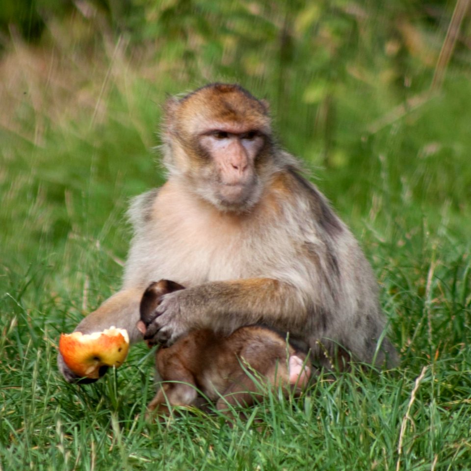 008Monkey Forest photo