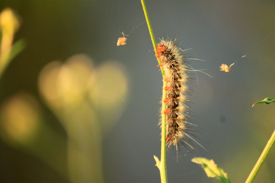 Caterpillars banyumas indonesian