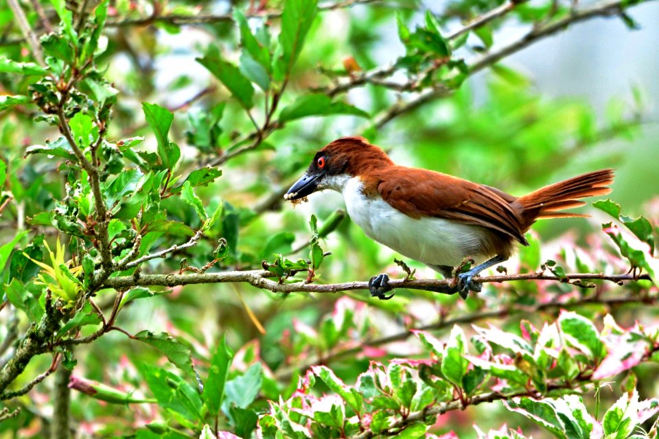 Taraba major - Batará mayor - Greater antshrike - Hembra, Female
