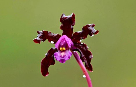 Laelia splendida