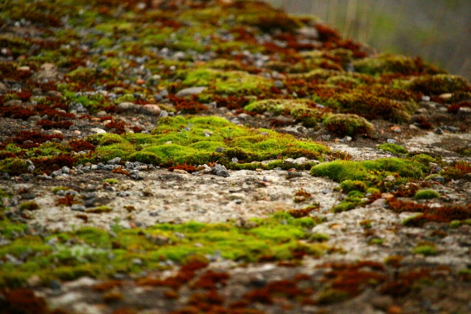 Stone weathered nature