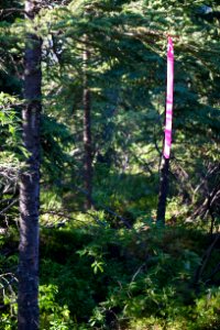 flagging 100 ft around cabin