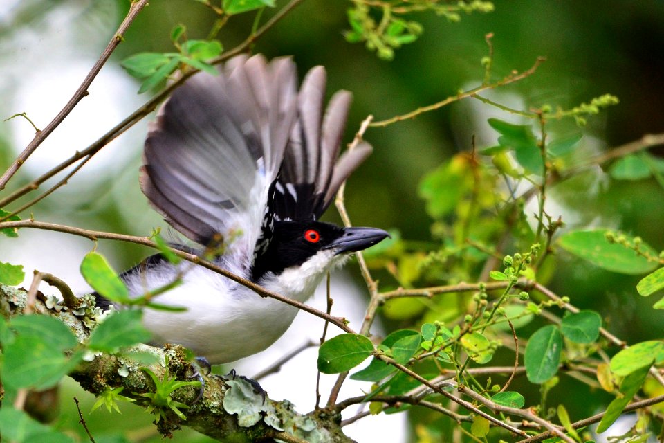 Macho de Taraba major - Batará mayor - Greater antshrike