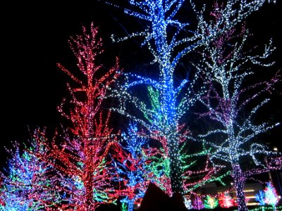 Chesapeake Trees