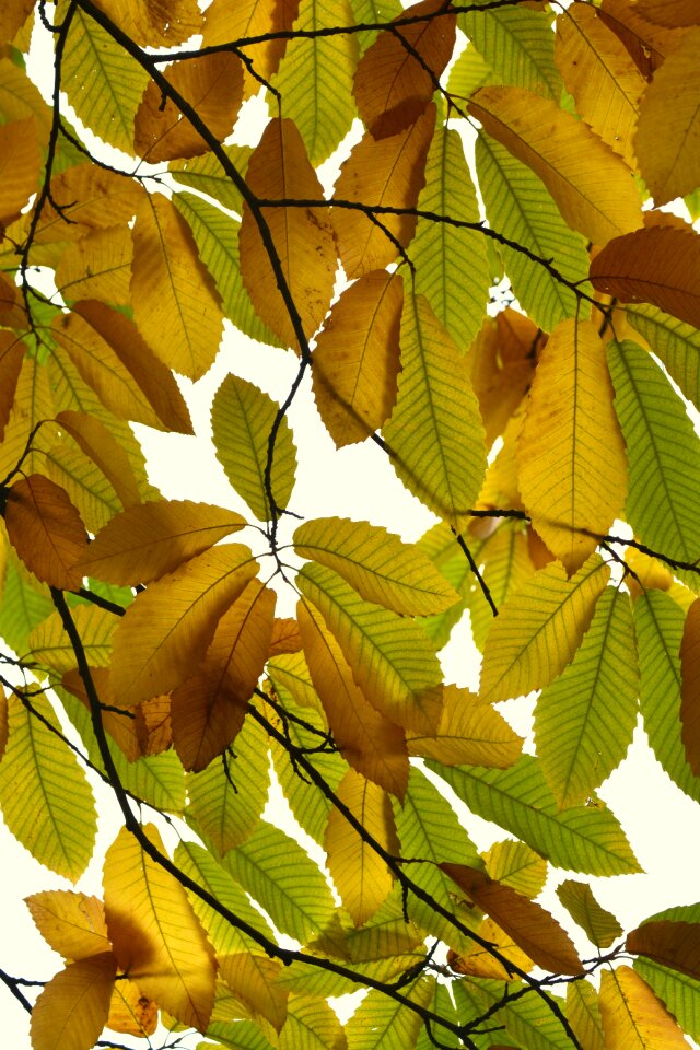 Season nature sheet