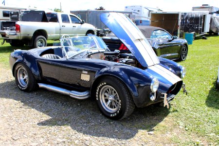 Cobra photo