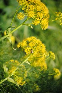 Nature wasp spring