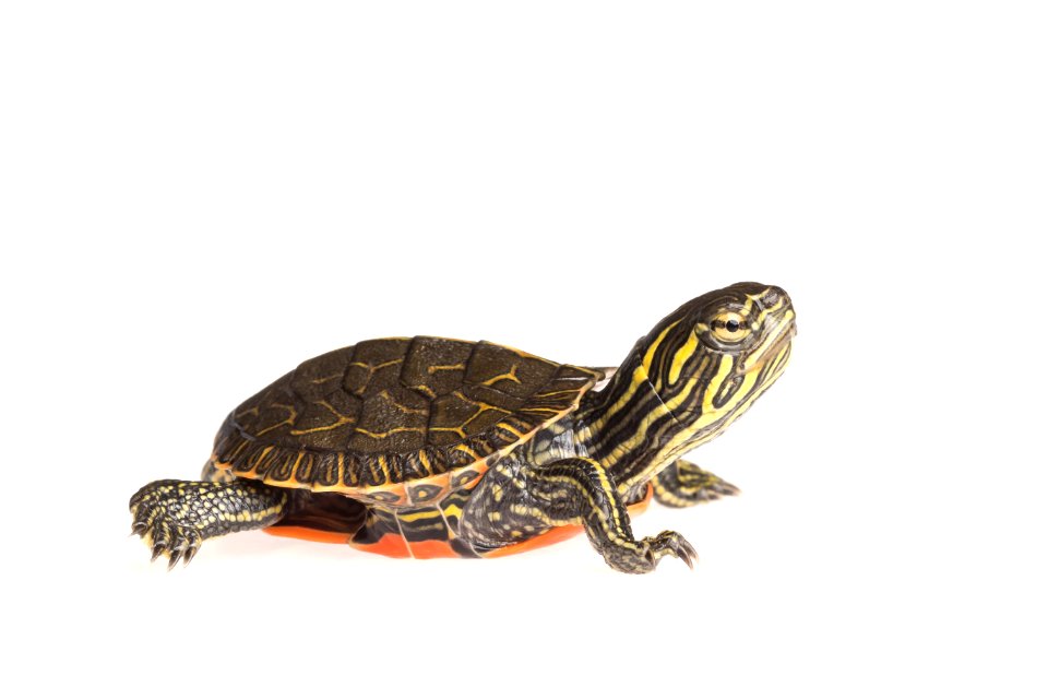 Western painted turtle hatchling