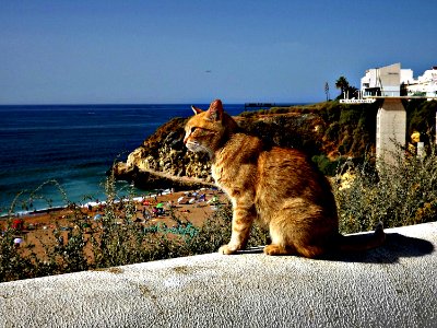 Gato e o Mar photo