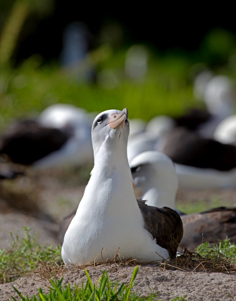 Wisdom incubating her egg (December 2014). Photo credit: Daniel W. Clark/USFWS