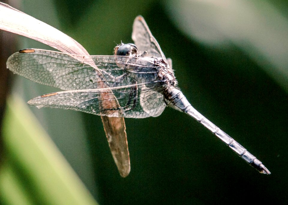 dragon fly photo