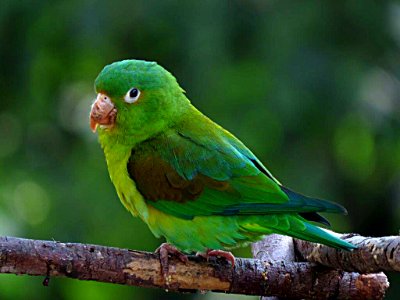 Brotogeris jugularis - Periquito bronceado - Orange-chinned Parakeet