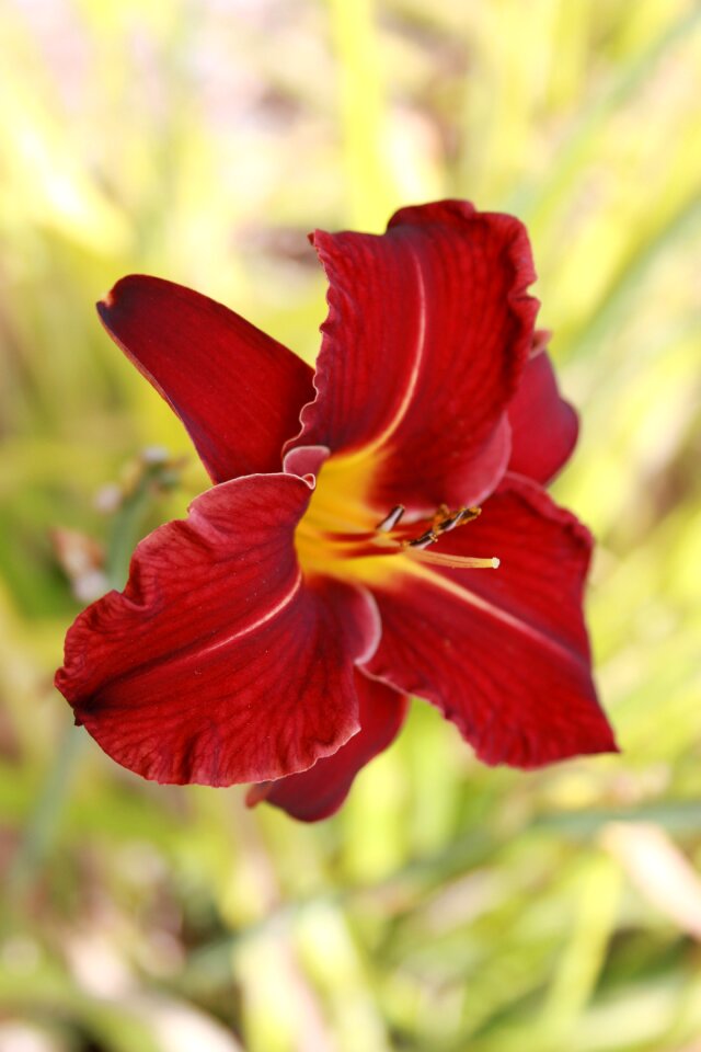 Park flowers garden flower