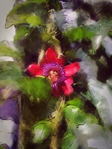 Flower tropical flora