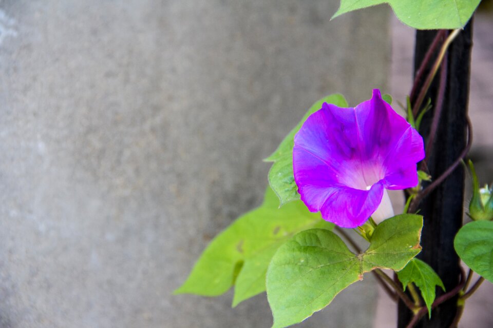 A flower purple spring