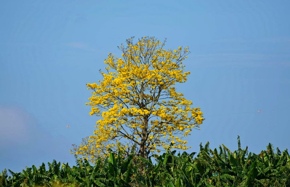 Handroanthus chrysantus o Guayacán amarillo. Desde mi casa en las afueras de Armenia.