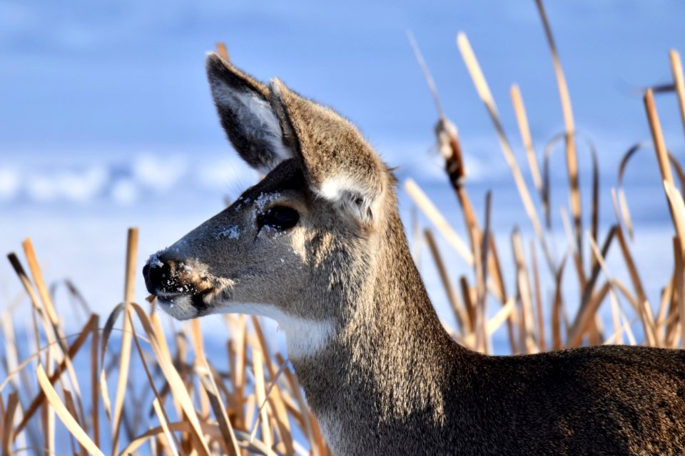 National Elk Refuge