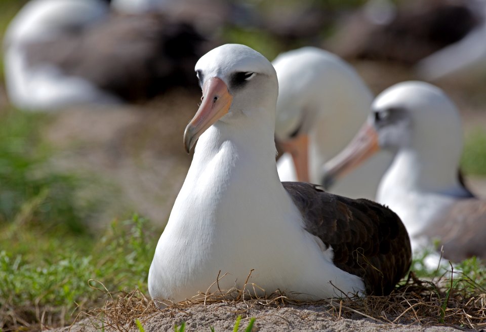 Wisdom incubating her egg (December 2014). Photo credit: Daniel W. Clark/USFWS