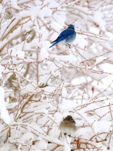 Mountain bluebirds in snow at Seedskadee National Wildlife Refuge