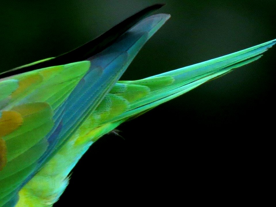 Brotogeris jugularis (Periquito bronceado - Orange-chinned Parakeet)